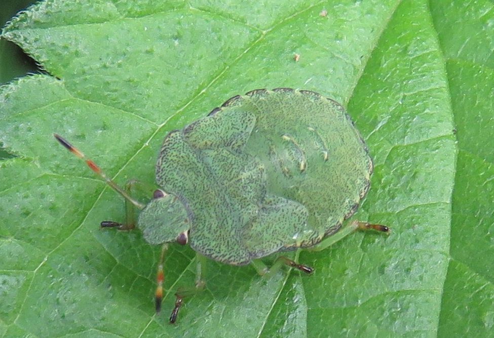  Common Green Shieldbug